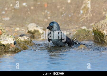 Corvus monedula choucas, baignade. Banque D'Images