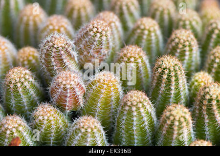 Macro close up detail de cactus Banque D'Images