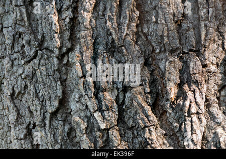 Macro Close up detail du tronc d'un arbre Banque D'Images