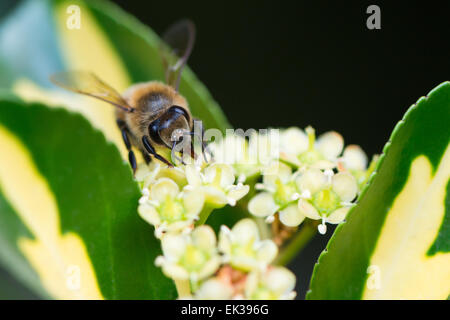 Une abeille de l'extraction du pollen d'une fleur Banque D'Images