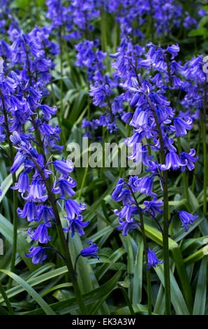 Hyacinthoides, Endymion non-scriptus Scilla ou non-scripta est une plante vivace bulbeuse communément connue sous le nom de bluebell Banque D'Images