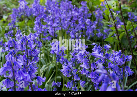 Hyacinthoides, Endymion non-scriptus Scilla ou non-scripta est une plante vivace bulbeuse communément connue sous le nom de bluebell Banque D'Images
