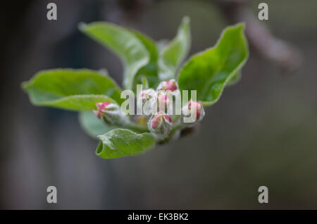 Les bourgeons des pommiers en fleurs close up avec fleurs rose rougeâtre commencent à apparaître comme vu dans le ressort sur une journée ensoleillée à Londres. Banque D'Images