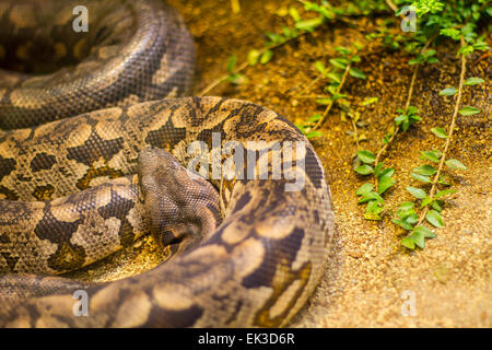 Serpents dans un terrarium dans le zoo Banque D'Images