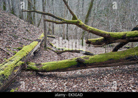 Moss couverts des arbres tombés, Runupes ieleja réserve naturelle, la Lettonie Banque D'Images