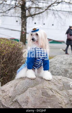 Toiletté Chien Chinois à Crête - Powderpuff, trois ans mois. Banque D'Images