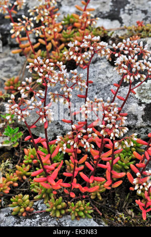 Orpin blanc (Sedum album) floraison parmi les rochers Banque D'Images