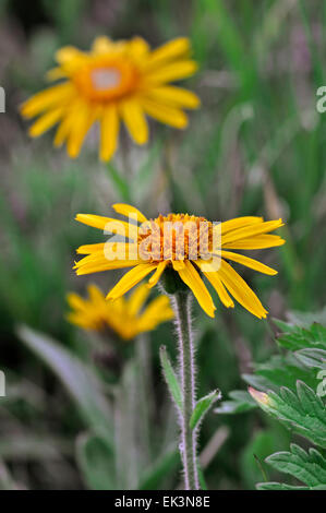 Leopard's Bane / arnica des montagnes / Wolf's bane (Arnica montana) en fleurs Banque D'Images