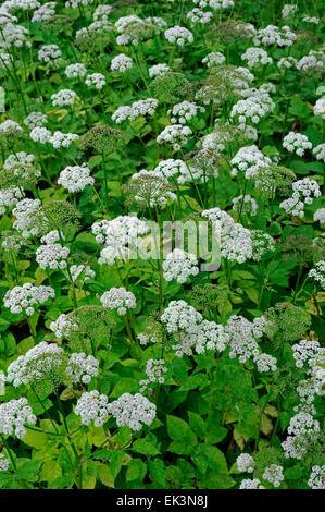 Rez-de-ancien (Aegopodium podagraria) en fleurs Banque D'Images