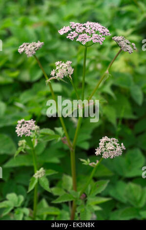 Rez-de-ancien (Aegopodium podagraria) en fleurs Banque D'Images