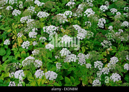 Rez-de-ancien (Aegopodium podagraria) en fleurs Banque D'Images