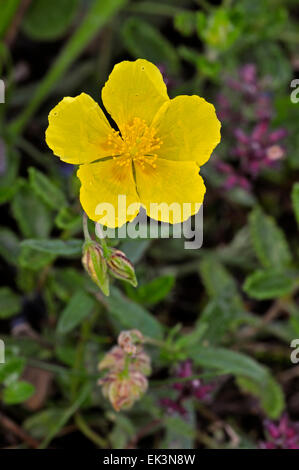 Ciste commun / common rock rose / common rock-rose (Helianthemum nummularium / Helianthemum chamaecistus) en fleurs Banque D'Images