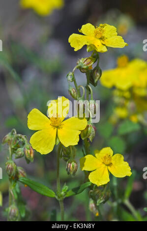 Ciste commun / common rock rose / common rock-rose (Helianthemum nummularium / Helianthemum chamaecistus) en fleurs Banque D'Images