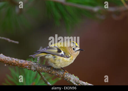 Goldcrest (Regulus regulus) perché en conifère Banque D'Images