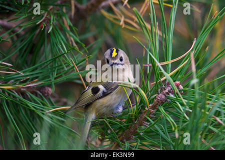 Goldcrest (Regulus regulus) perché en conifère Banque D'Images