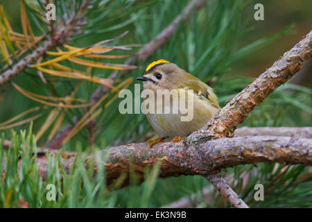 Goldcrest (Regulus regulus) perché en conifère Banque D'Images