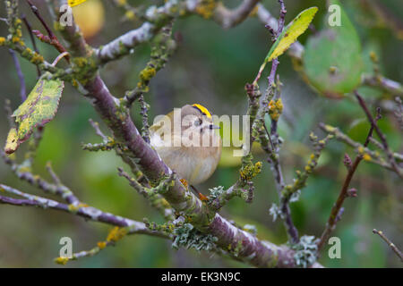 Goldcrest (Regulus regulus) perché dans l'arbre Banque D'Images