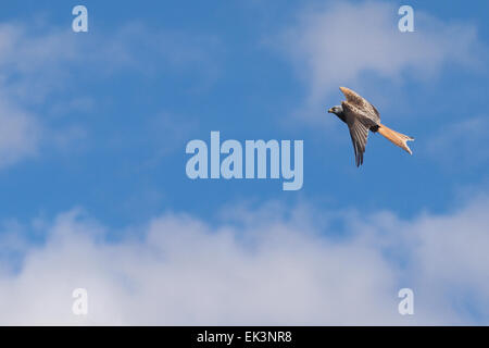 Un cerf-volant rouge plane à Nant Bwlch yr Arian près d'Aberystwyth. Credit : atgof.co/Alamy Live News Banque D'Images