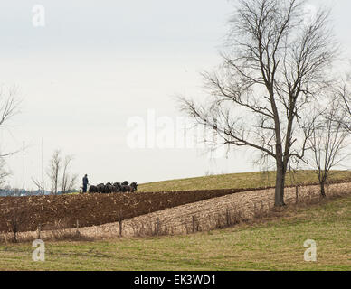 Holmes County, Ohio, USA. 06 avr, 2015. Un agriculteur laboure son champ Amish dans Holmes Comté (Ohio). Credit : Brent Clark/Alamy Live News Banque D'Images