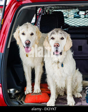 Deux chiens Golden Retriever de couleur platine sale avec de la poussière de charbon, l'arrière d'un camion Toyota 4Runner Banque D'Images