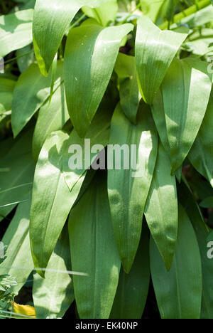 Ramson buckrams poireau ours l'ail des bois ail (Allium ursinum) Banque D'Images