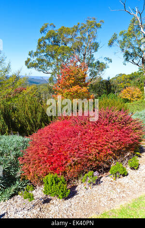 Jardins Botaniques Mt Lofty Adelaide Hills Australie Australie du Sud paysages paysage attractions attraction touristique d'automne Banque D'Images