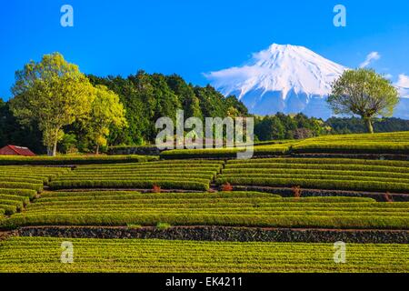 La plantation de thé vert japonais et de Mt. Fuji, Shizuoka, Japon Banque D'Images