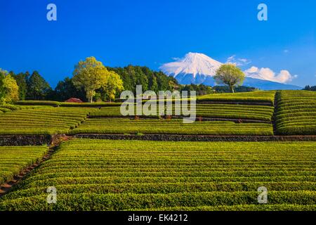 La plantation de thé vert japonais et de Mt. Fuji, Shizuoka, Japon Banque D'Images