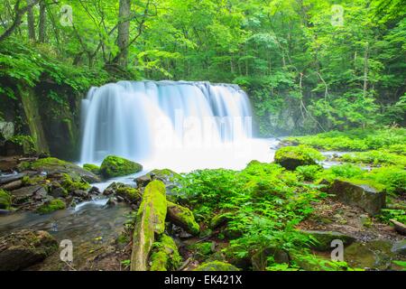 Oirase Stream, Cyoushiootaki, Aomori, Japon Banque D'Images