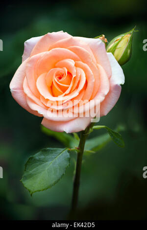 Fleur Rose sous le soleil Banque D'Images