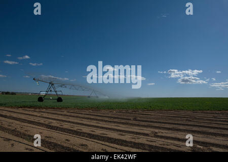 L'irrigation à pivot central est une forme de l'irrigation par aspersion composé de plusieurs segments de tuyau (généralement de l'acier galvanisé ou al Banque D'Images