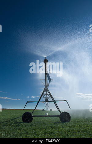 L'irrigation à pivot central est une forme de l'irrigation par aspersion composé de plusieurs segments de tuyau (généralement de l'acier galvanisé ou al Banque D'Images