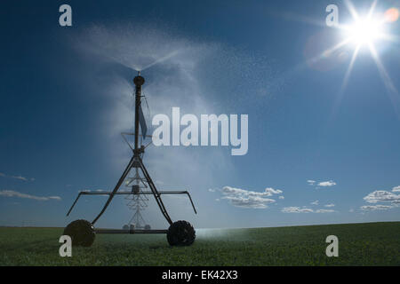 L'irrigation à pivot central est une forme de l'irrigation par aspersion composé de plusieurs segments de tuyau (généralement de l'acier galvanisé ou al Banque D'Images