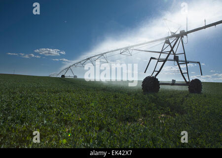 L'irrigation à pivot central est une forme de l'irrigation par aspersion composé de plusieurs segments de tuyau (généralement de l'acier galvanisé ou al Banque D'Images