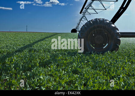 L'irrigation à pivot central est une forme de l'irrigation par aspersion composé de plusieurs segments de tuyau (généralement de l'acier galvanisé ou al Banque D'Images