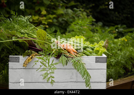 Jardin bio Accueil - La récolte des légumes dans une boîte en bois Banque D'Images