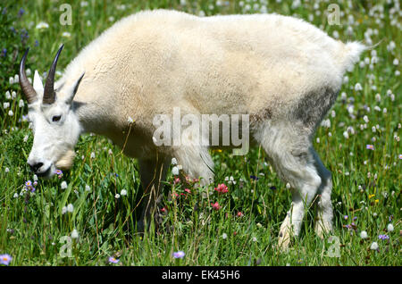 La Chèvre de montagne parmi les fleurs sauvages sur Mt. Janie dans les montagnes Wasatch de l'Utah Banque D'Images