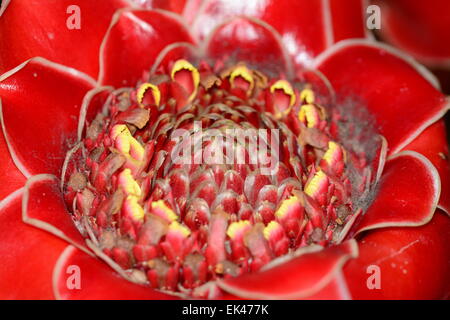 Red ginger torch, fleurs tropicales, exotiques Banque D'Images