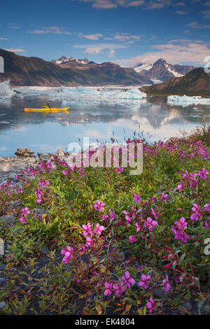 Kayak dans la lagune Bear Glacier, Kenai Fjords National Park près de Seward, en Alaska. Banque D'Images