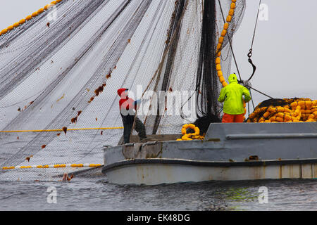 Bateaux de pêche commerciale du saumon à la senne près de Ketchikan, Alaska. Banque D'Images
