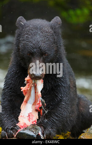 L'ours noir à l'écloserie de la baie les Neets Tongass National Forest,, près de Ketchikan, Alaska. Banque D'Images