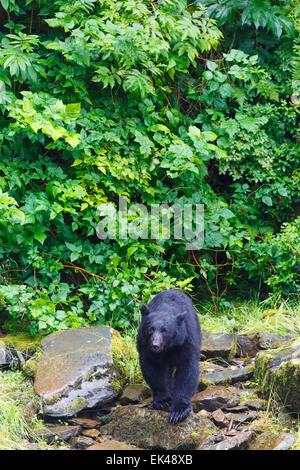 L'ours noir à l'écloserie de la baie les Neets Tongass National Forest,, près de Ketchikan, Alaska. Banque D'Images