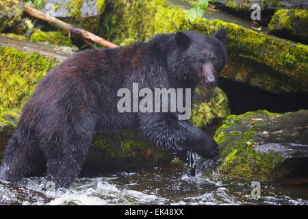 L'ours noir à l'écloserie de la baie les Neets Tongass National Forest,, près de Ketchikan, Alaska. Banque D'Images