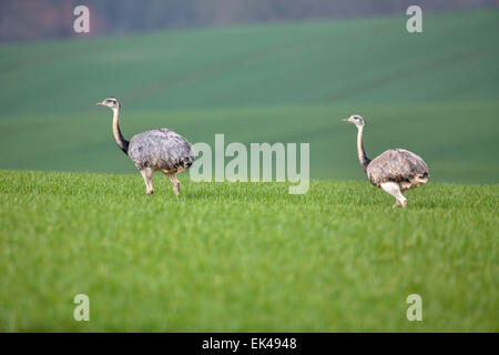 Utecht, Allemagne. Mar 27, 2015. Les nandous sauvages traverser un champ de céréales près de Utecht, Allemagne, 27 mars 2015. Un récent recensement des nandous sauvages ont montré qu'elles sont l'expansion de leur habitat. Environ 140 nandou qui ont leur habitat d'origine en Amérique du Sud ont été observés. Les animaux échappés d'un élevage en liberté près de l'aéroport de Lübeck en 2000, préfèrent les paysages ouverts et vivre sur verdancy de champs et prairies. Photo : JENS BUETTNER/dpa/Alamy Live News Banque D'Images