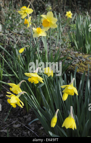 Les jonquilles,St James Church,Sidcup, Kent.UK Banque D'Images