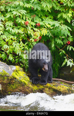 L'ours noir à l'écloserie de la baie les Neets Tongass National Forest,, près de Ketchikan, Alaska. Banque D'Images