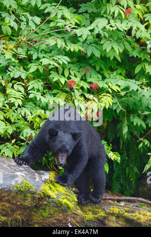 L'ours noir à l'écloserie de la baie les Neets Tongass National Forest,, près de Ketchikan, Alaska. Banque D'Images