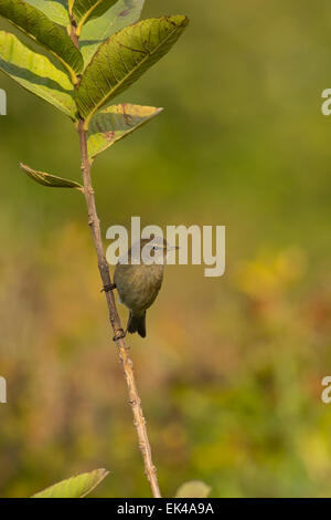 Grosbec casse-noyaux, ou tout simplement le « récent, (Phylloscopus collybita) perché sur une branche Banque D'Images