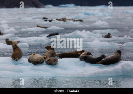 Les phoques communs sur les icebergs de la baie Le Conte, dans la Forêt Nationale Tongass en Alaska. Banque D'Images