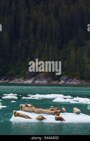 Les phoques communs sur les icebergs de la baie Le Conte, dans la Forêt Nationale Tongass en Alaska. Banque D'Images